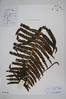 藏品(密毛毛蕨)的圖片