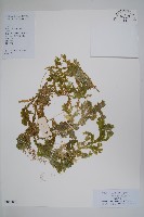 藏品(生根卷柏)的圖片