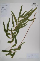 藏品(華南紫萁)的圖片