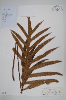 藏品(雙葉密網蕨)的圖片