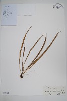 藏品(書帶蕨)的圖片