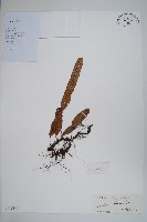 藏品(圓頂假瘤蕨)的圖片