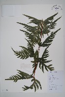 藏品(半邊羽裂鳳尾蕨)的圖片