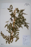 藏品(碗蕨)的圖片