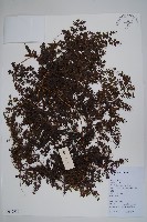 藏品(海金沙)的圖片