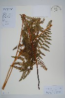 藏品(密毛蕨、巒大蕨)的圖片