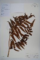 藏品(菜蕨)的圖片