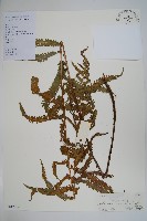 藏品(毛蕨)的圖片