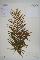 藏品(鱗蓋鳳尾蕨)的圖片