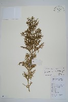 藏品(燈龍草)的圖片