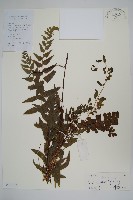 藏品(異葉鱗始蕨)的圖片