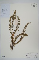 藏品(圓葉陵齒蕨)的圖片