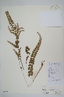 藏品(圓葉陵齒蕨)的圖片