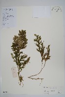 藏品(生根卷柏)的圖片