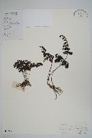 藏品(廣西長筒蕨)的圖片