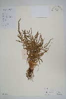 藏品(鳳尾蕨)的圖片