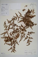 藏品(海金沙)的圖片