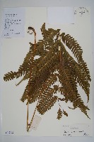 藏品(傅氏鳳尾蕨)的圖片