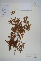 藏品(小葉海金沙)的圖片