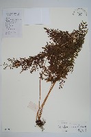 藏品(烏蕨)的圖片