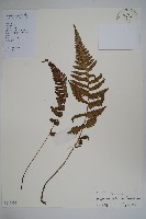 藏品(毛軸假蹄蓋蕨)的圖片