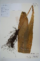 藏品(膜葉星蕨)的圖片