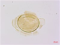 藏品(烏毛蕨)的圖片