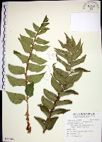 藏品(全緣貫眾蕨)的圖片