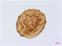 藏品(銀杏葉鐵角蕨)的圖片