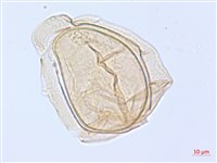 藏品(細柄雙蓋蕨)的圖片