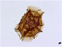 藏品(大鐵角蕨)的圖片