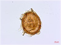 藏品(劍葉鐵角蕨、箭葉鐵角蕨)的圖片