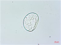 藏品(雙扇蕨)的圖片