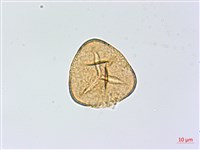 藏品(高山鳳丫蕨)的圖片