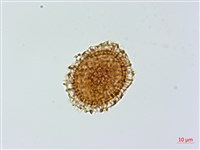 藏品(小葉鐵角蕨)的圖片