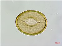 藏品(闊葉骨碎補)的圖片