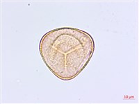 藏品(掌葉鐵線蕨)的圖片