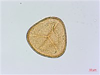 藏品(美羽鳳丫蕨)的圖片