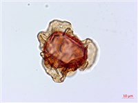 藏品(假腸蕨)的圖片