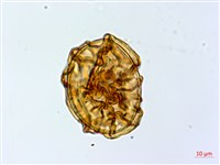 藏品(細葉蹄蓋蕨)的圖片