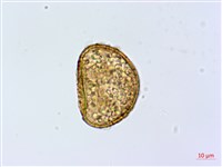 藏品(細葉蹄蓋蕨)的圖片