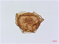 藏品(北京鐵角蕨)的圖片