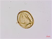 藏品(蘇鐵蕨)的圖片