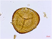 藏品(半月形鐵線蕨)的圖片