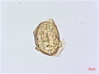 藏品(深山雙蓋蕨)的圖片