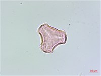 藏品(長柄千層塔)的圖片