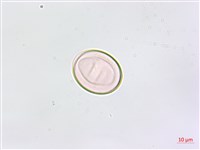 藏品(鱗柄鐵角蕨)的圖片