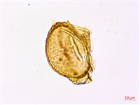 藏品(哈氏狗脊蕨)的圖片