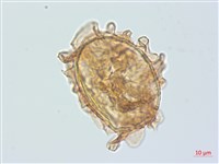 藏品(牧野氏對囊蕨)的圖片