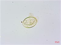 藏品(烏毛蕨)的圖片